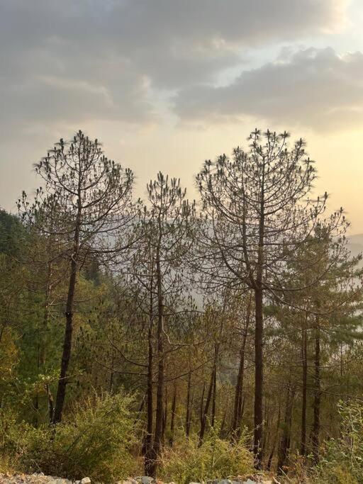 Residence Inn Homestay Shimla Exteriör bild